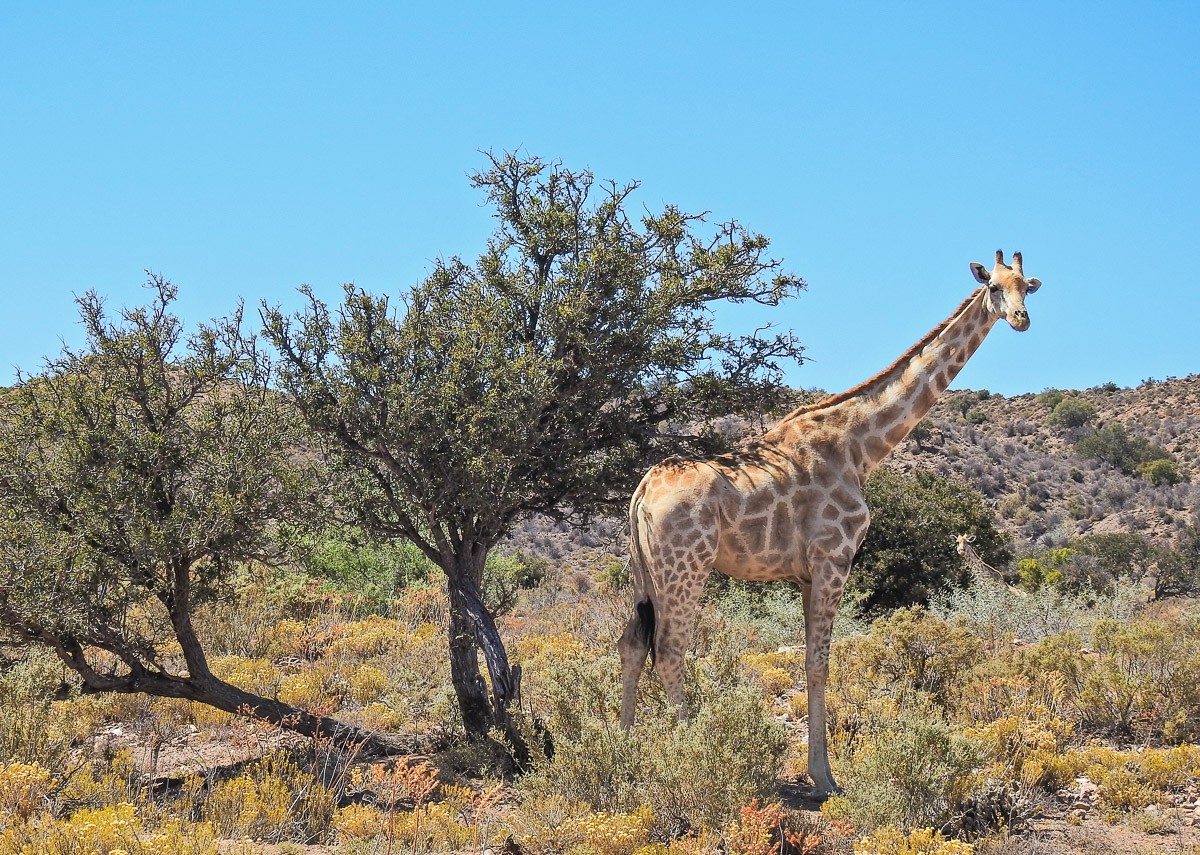 Game country within reach of Gauteng